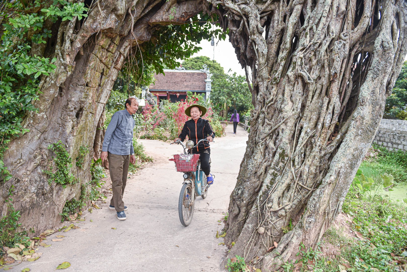 Cây đa 500 tuổi có bộ rễ khủng tạo thành cổng làng 'độc' nhất ở Hưng Yên - Ảnh 5.