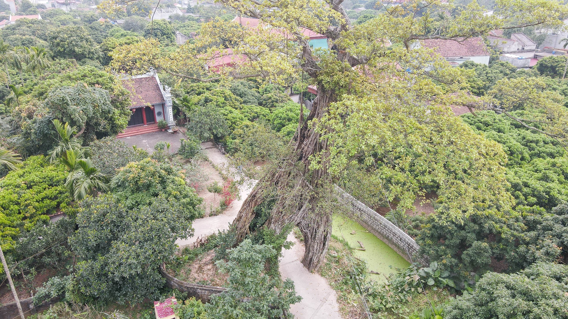 Cây đa 500 tuổi có bộ rễ khủng tạo thành cổng làng 'độc' nhất ở Hưng Yên - Ảnh 6.