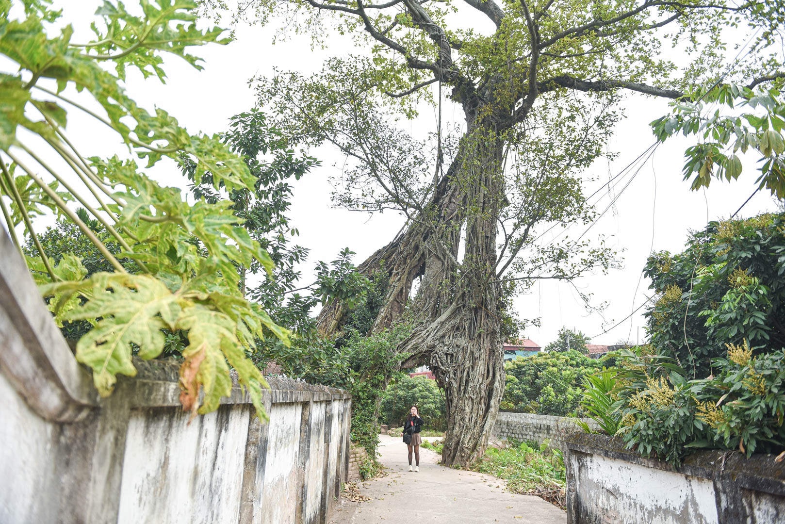 Cây đa 500 tuổi có bộ rễ khủng tạo thành cổng làng 'độc' nhất ở Hưng Yên - Ảnh 11.