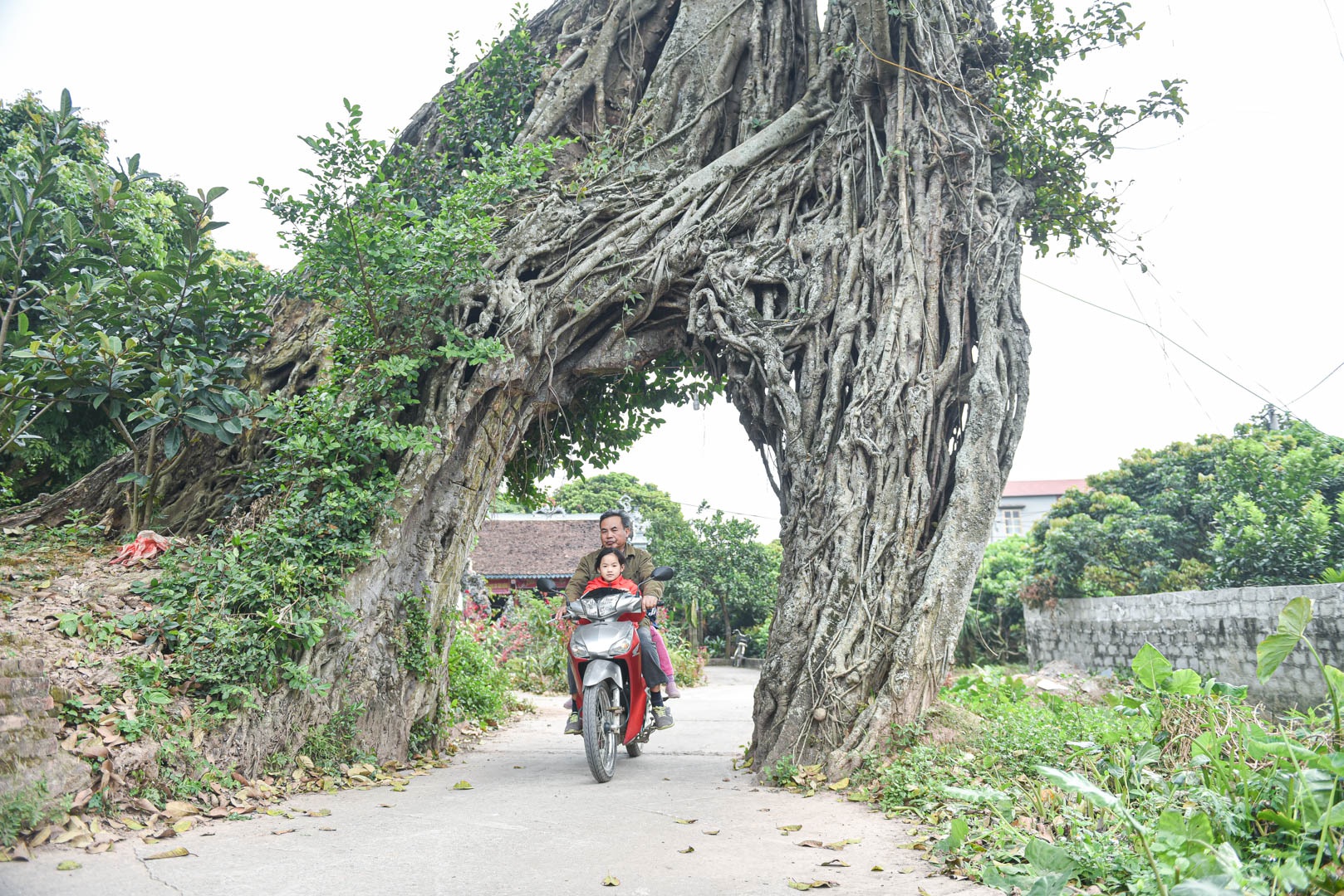 Cây đa 500 tuổi có bộ rễ khủng tạo thành cổng làng 'độc' nhất ở Hưng Yên - Ảnh 8.