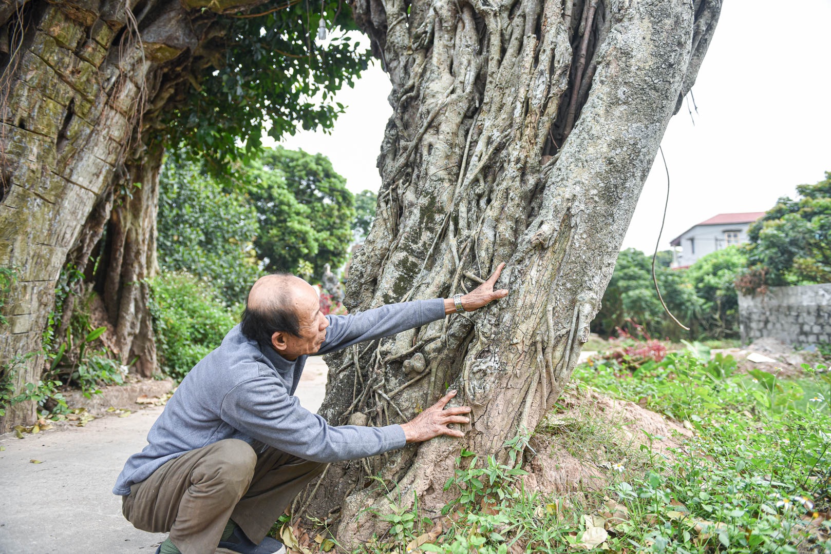 Cây đa 500 tuổi có bộ rễ khủng tạo thành cổng làng 'độc' nhất ở Hưng Yên - Ảnh 3.