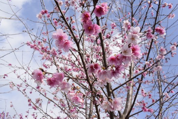 Điện Biên: Hơn 1.500 cây hoa Anh Đào Sakura, Nhật Bản đang bung mình khoe sắc trên đảo Pá Khoang  - Ảnh 2.