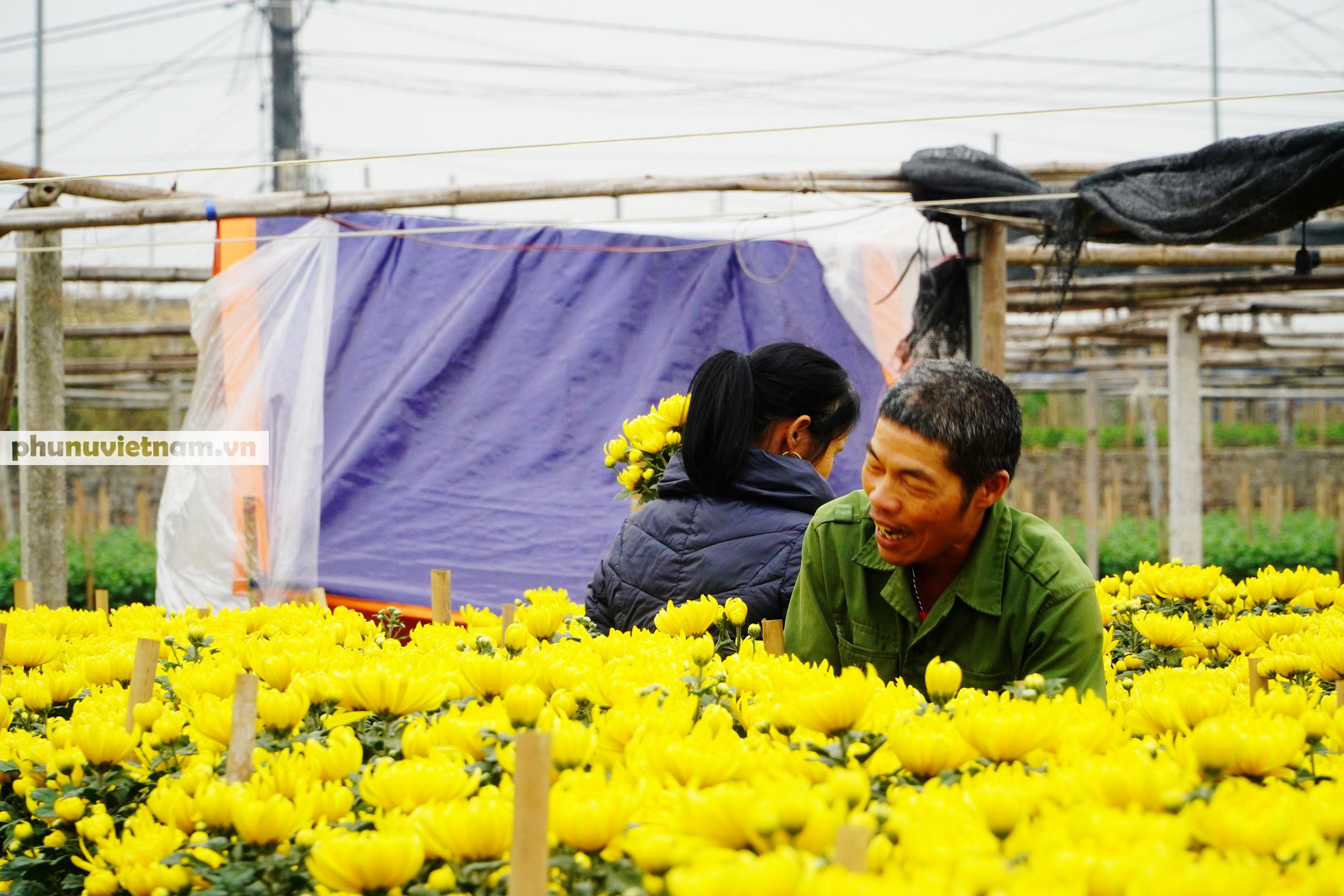 Người dân Tây Tựu 'ăn, ngủ cùng hoa' giữa đêm rét buốt - Ảnh 4.