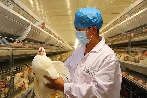 Trung Quốc phát hiện ca bệnh cúm gia cầm H5N6 nguy hiểm chết người - Ảnh 1.