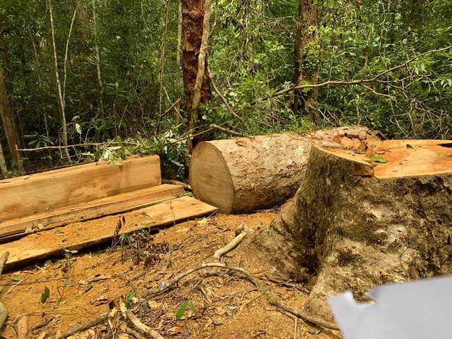 Gia Lai: Khởi tố Trạm trưởng bảo vệ rừng và 2 nhân viên khai thác gỗ trái phép - Ảnh 1.