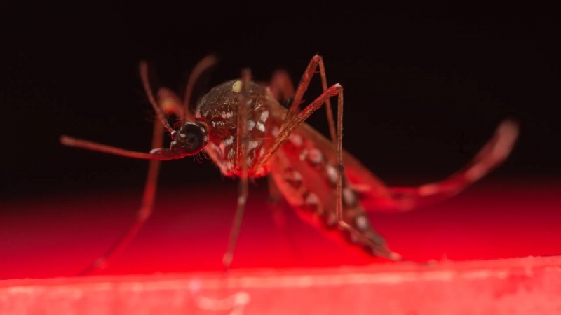 Muoi van la tac nhan gay benh Zika sot vang da sot xuat huyet va benh chikungunya. Anh The Australian.jpg