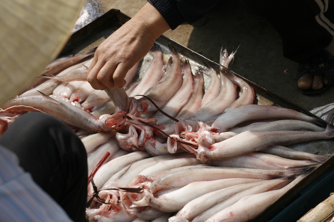Món cá 'nhà nghèo' ăn 'mềm như cháo' thành đặc sản giá vài trăm nghìn/kg - Ảnh 1.