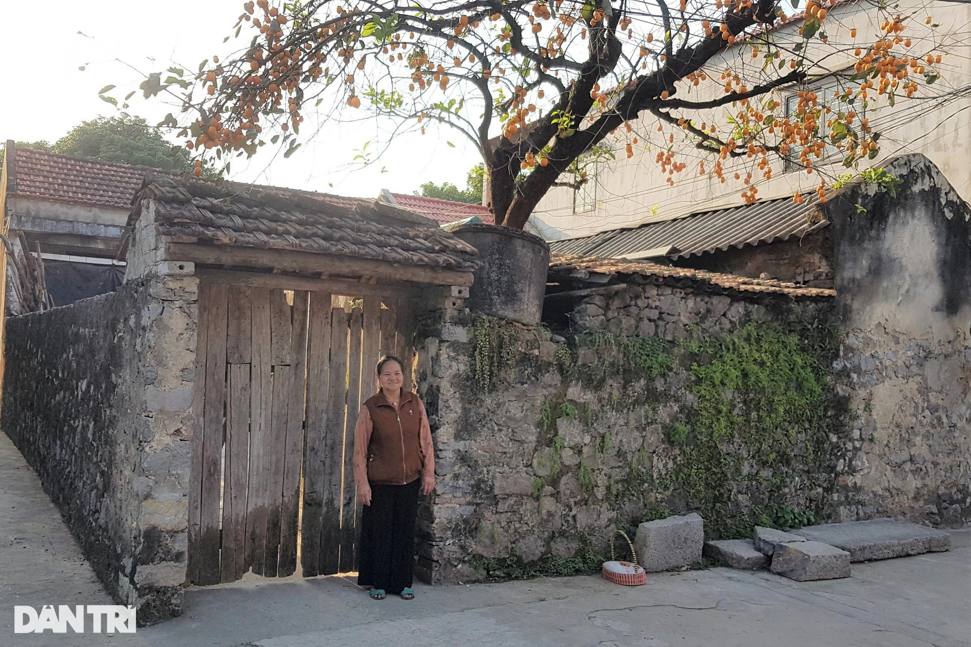 Tiết lộ bất ngờ về cây hồng trăm tuổi gây 'sốt' mạng ở Ninh Bình - Ảnh 1.