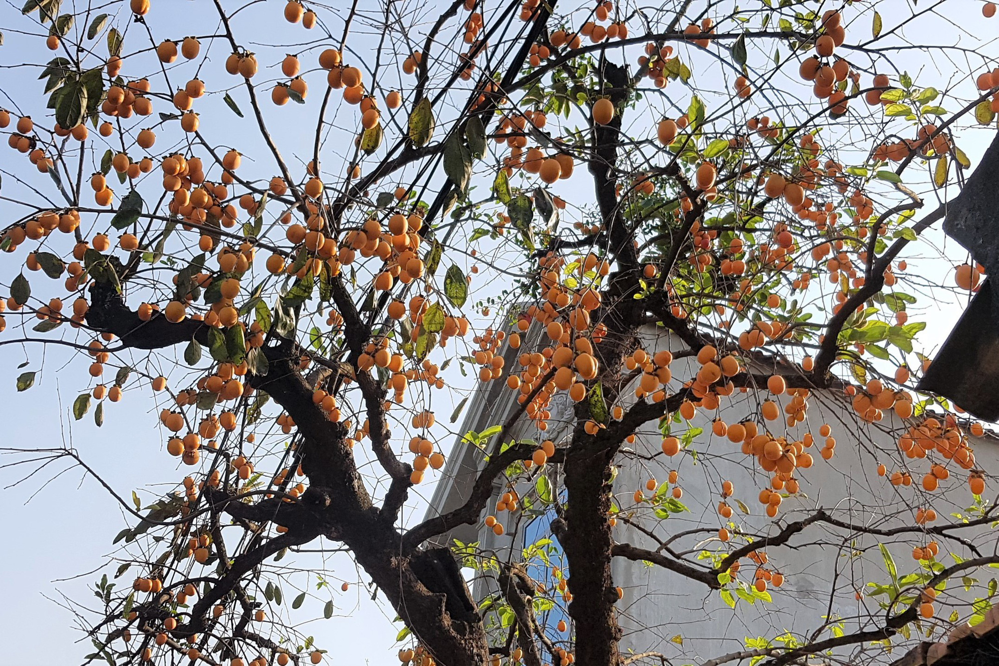 Tiết lộ bất ngờ về cây hồng trăm tuổi gây 'sốt' mạng ở Ninh Bình - Ảnh 9.