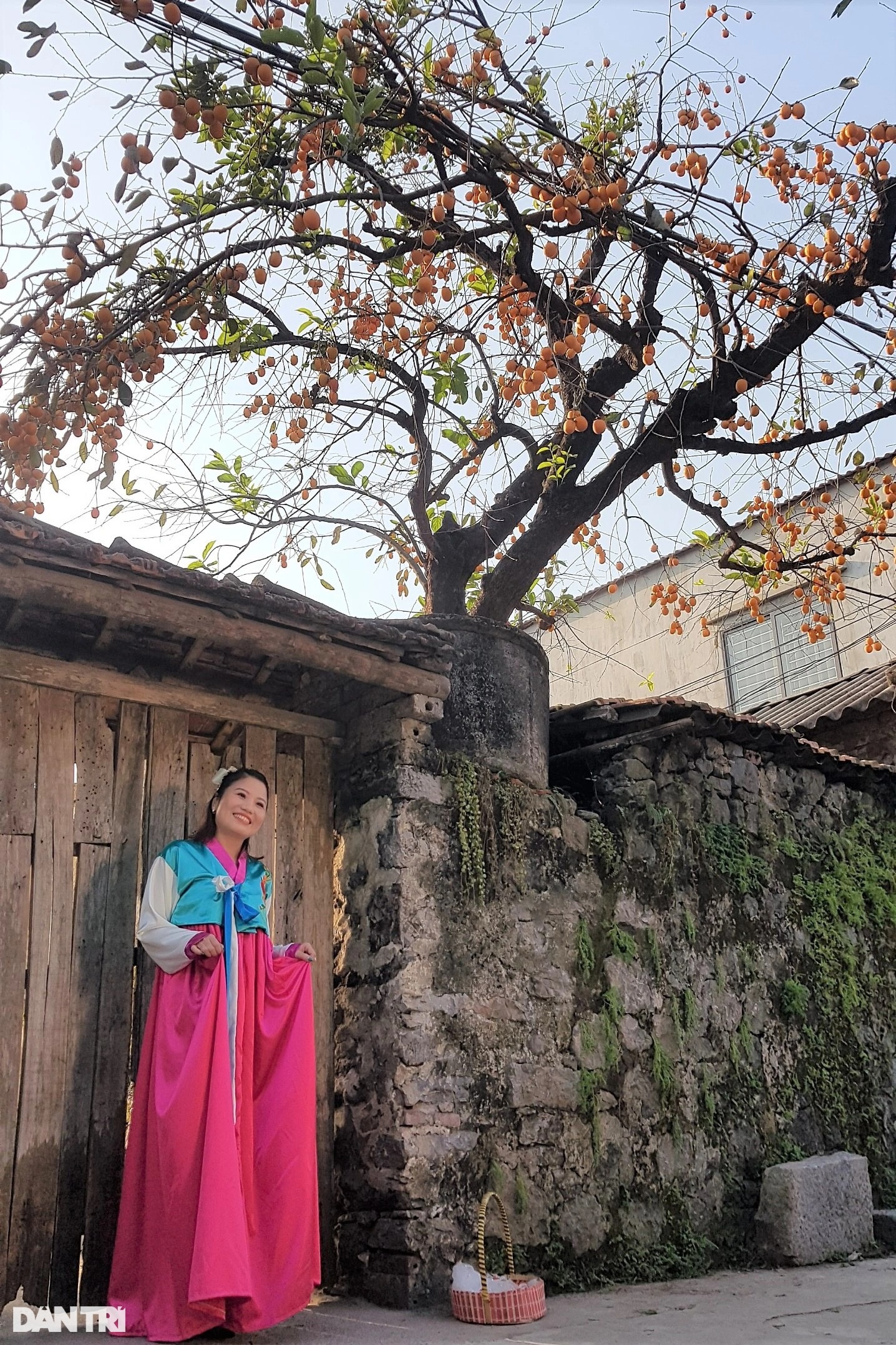 Tiết lộ bất ngờ về cây hồng trăm tuổi gây 'sốt' mạng ở Ninh Bình - Ảnh 6.