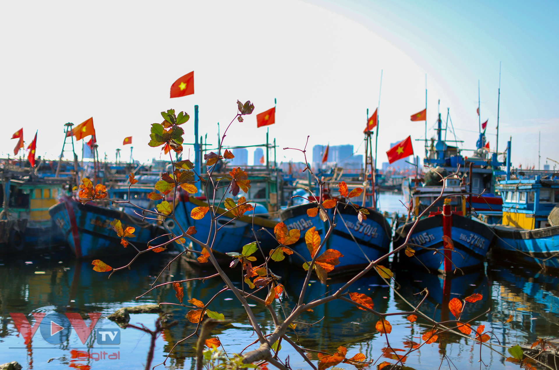 Những chiếc lá bàng đỏ rực trong nắng. Xa xa là hàng trăm chiéc tàu cá neo đậu ở âu thuyền Thọ Quang