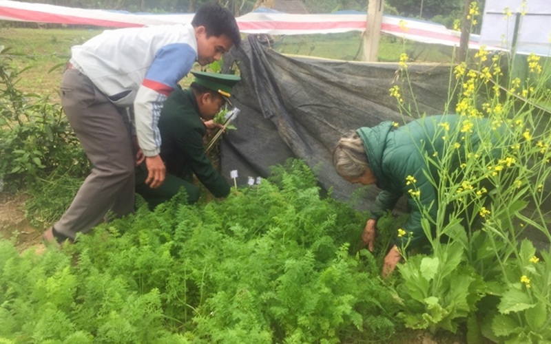 Trồng cây thuốc phiện trong vườn nhà để... nấu canh ăn hàng ngày - Ảnh 1.