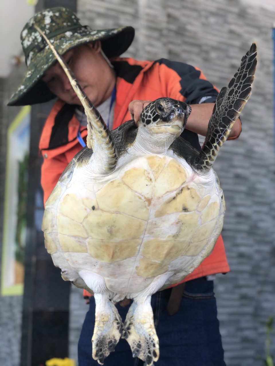 Ngư dân Quảng Nam bàn giao một cá thể rùa biển nặng hơn 10kg - Ảnh 1.