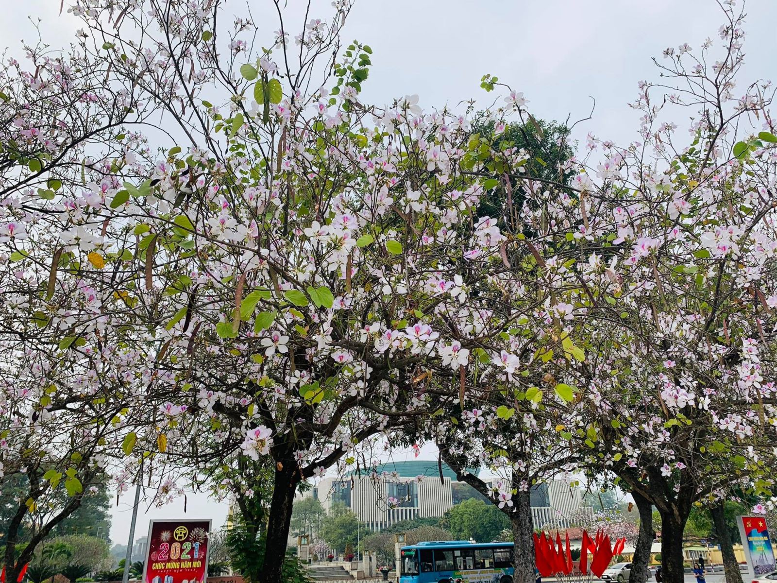 Hoa ban Tây Bắc: Hoa ban là biểu tượng đặc trưng của vùng Tây Bắc Việt Nam. Những cánh hoa xinh đẹp, các tán nhãn đầy quyến rũ khiến bất cứ ai cũng phải mê mẩn. Hãy để mình lạc vào không gian thiên nhiên mộc mạc, được ngắm nhìn những đóa hoa ban khoe sắc trên nền xanh ngút ngàn, bạn sẽ cảm nhận được sức hút và giá trị của loài hoa này.