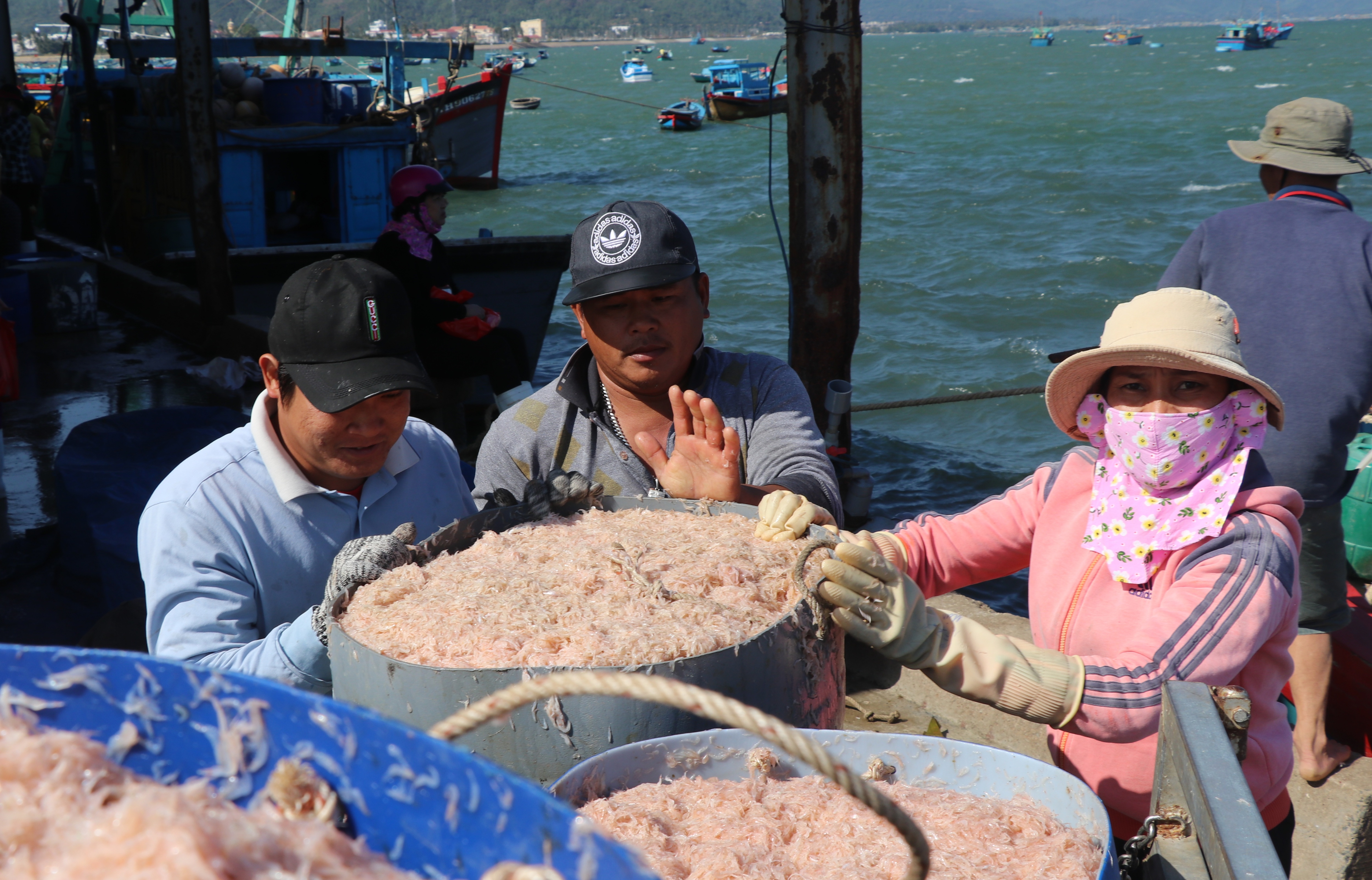 Phú Yên: Trúng ruốc biển, ngư dân bỏ túi tiền triệu mỗi ngày - Ảnh 5.