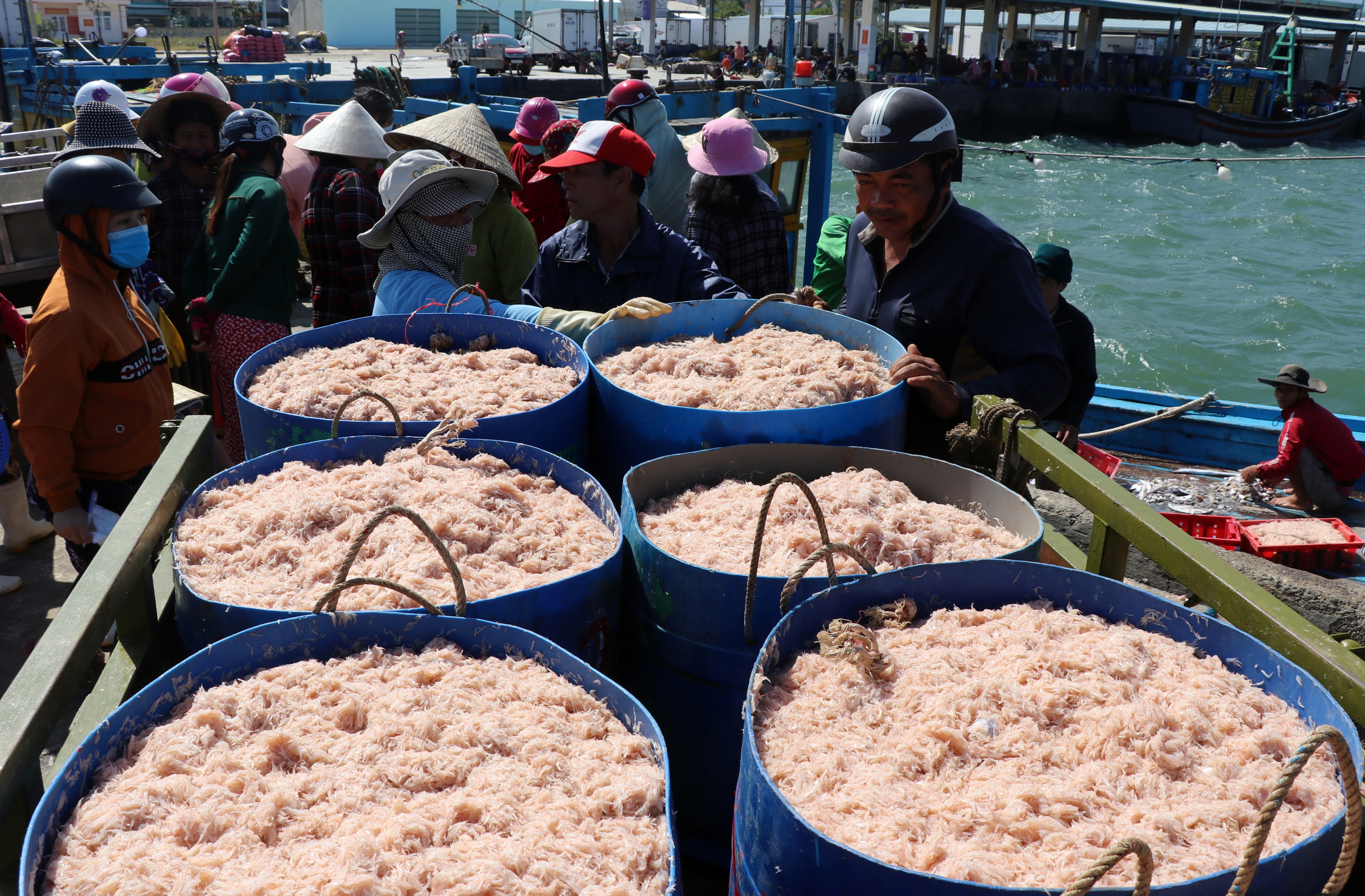Phú Yên: Trúng ruốc biển, ngư dân bỏ túi tiền triệu mỗi ngày - Ảnh 10.