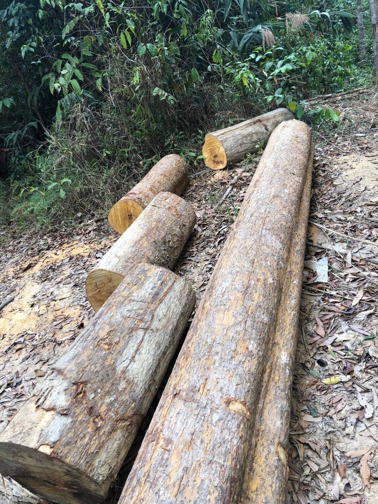 Đắk Lắk: Điều tra 2 vụ việc phá rừng rất nghiêm trọng - Ảnh 1.