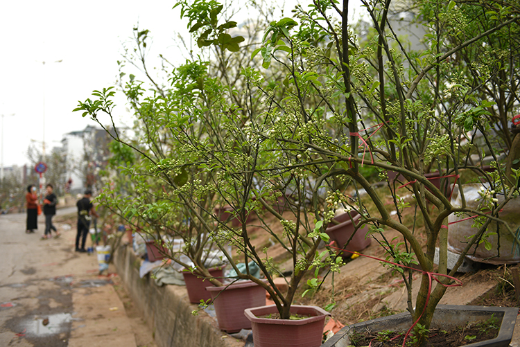 Hoa bưởi cả cây: 'Thú chơi mới' của người Hà Nội