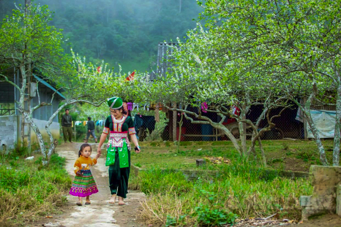 Nghệ An: Ngỡ ngàng hoa mận nở trắng phủ kín bản làng Mường Lống - Ảnh 7.