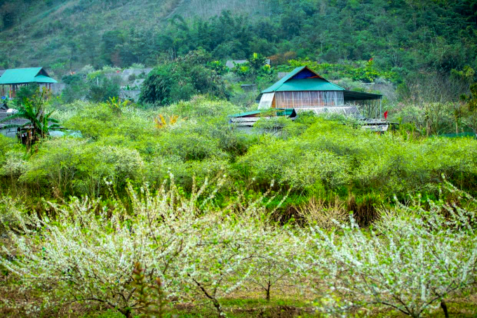 Nghệ An: Ngỡ ngàng hoa mận nở trắng phủ kín bản làng Mường Lống - Ảnh 6.