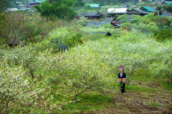 Nghệ An: Ngỡ ngàng hoa mận nở trắng phủ kín bản làng Mường Lống - Ảnh 11.
