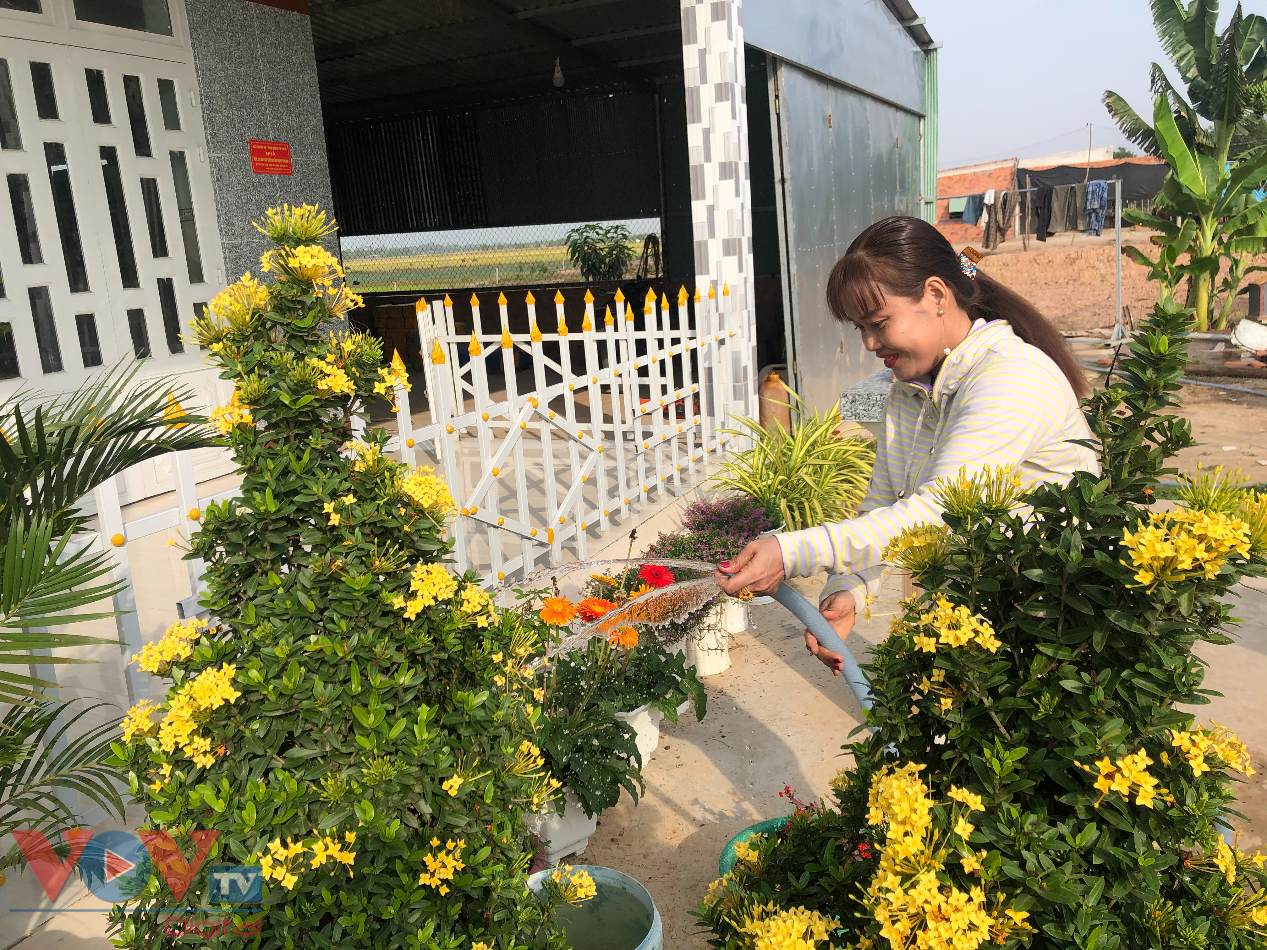 Chị Nguyễn Thị Kiếm với cây hoa vàng rực ngày tết.jpg