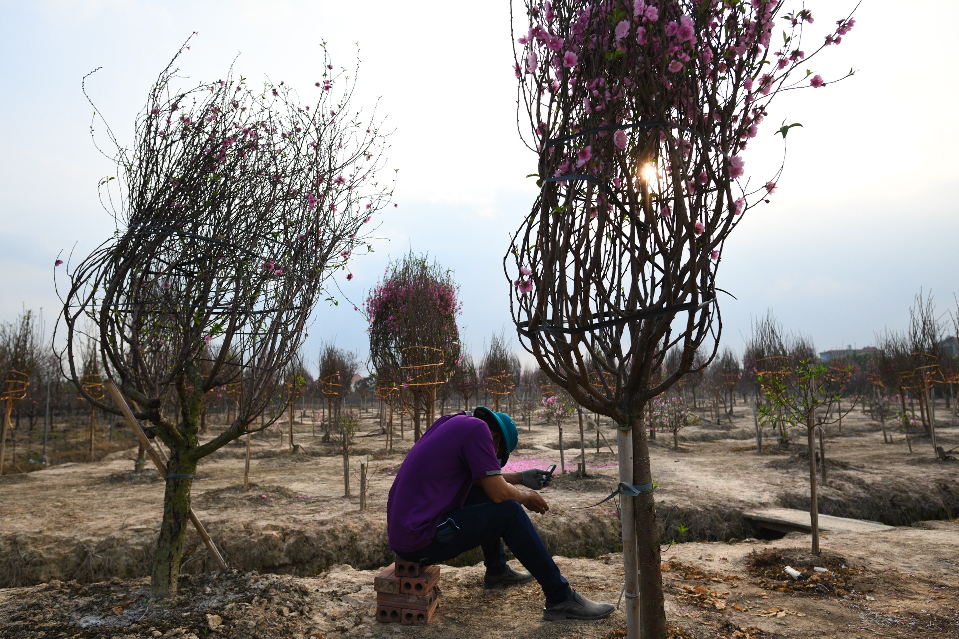 Hàng nghìn gốc đào không thể tiêu thụ, chờ giải cứu ở Chí Linh - Ảnh 4.