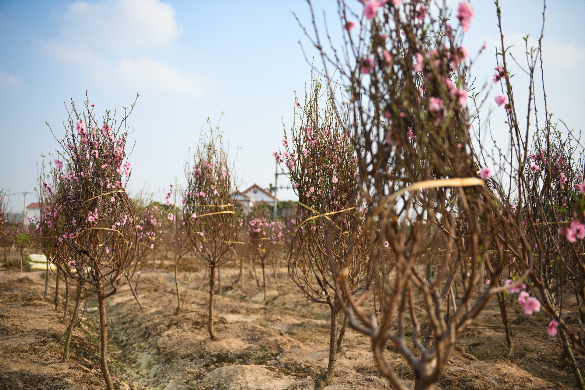 Hàng nghìn gốc đào không thể tiêu thụ, chờ giải cứu ở Chí Linh - Ảnh 7.