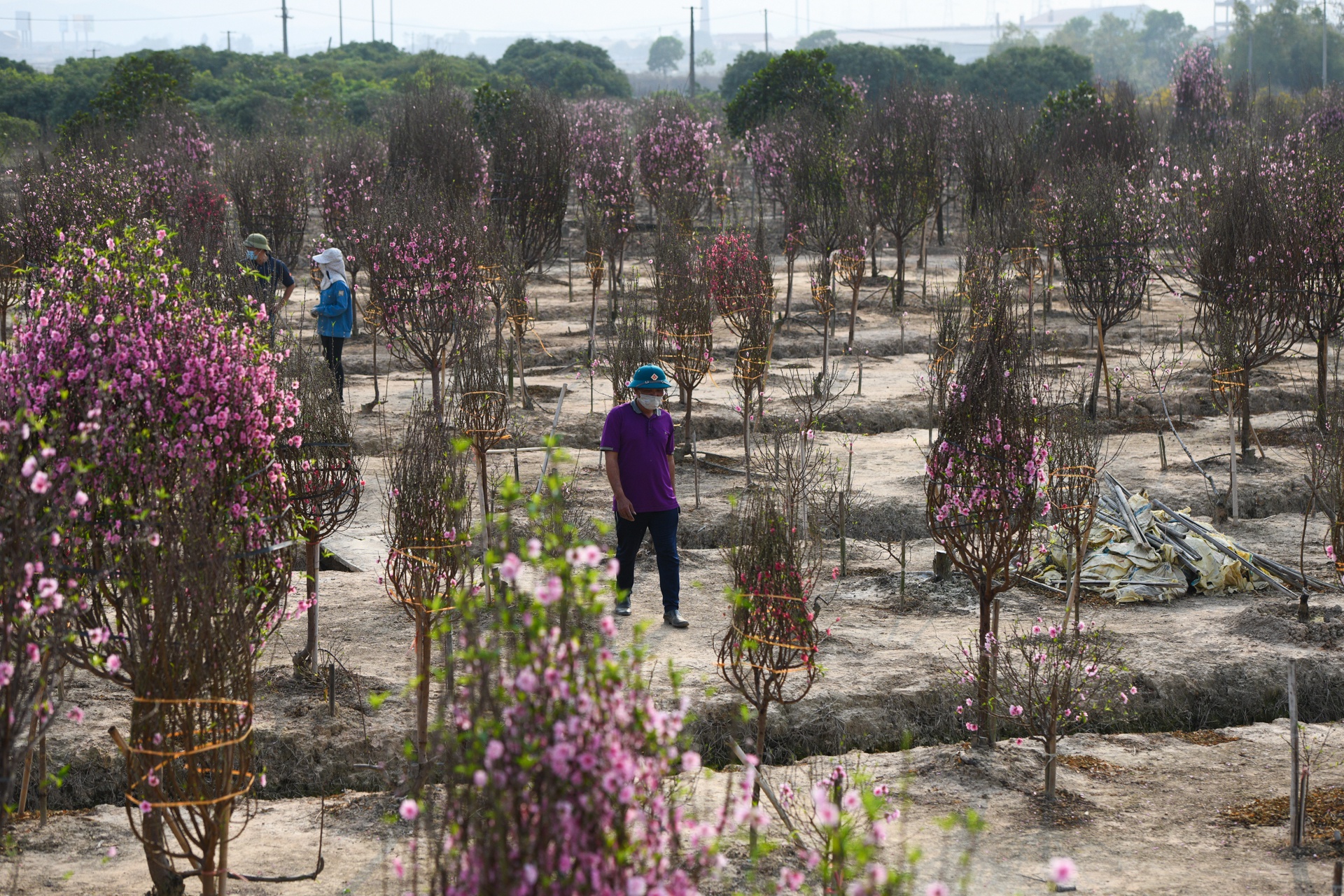 Hàng nghìn gốc đào không thể tiêu thụ, chờ giải cứu ở Chí Linh - Ảnh 2.