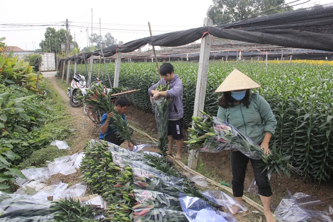 Giá hoa thấp kỷ lục, làng Tây Tựu, Hà Nội buồn thảm giữa 'bão' COVID-19 - Ảnh 8.