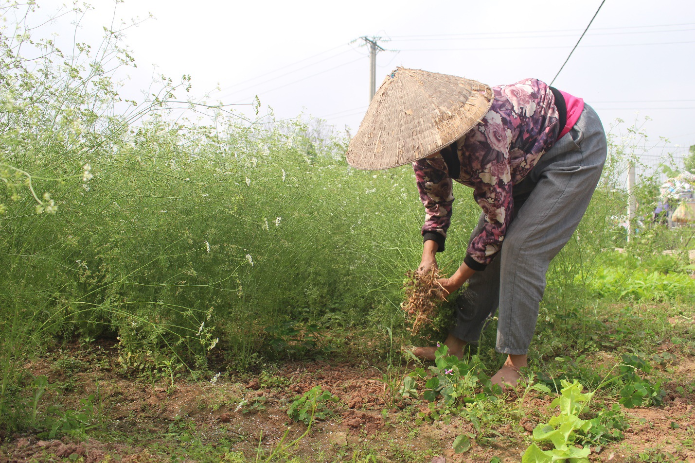Ngôi làng Hà Nội trồng loại cây 'giải xui', chỉ thu hoạch 5 ngày cận Tết - Ảnh 1.