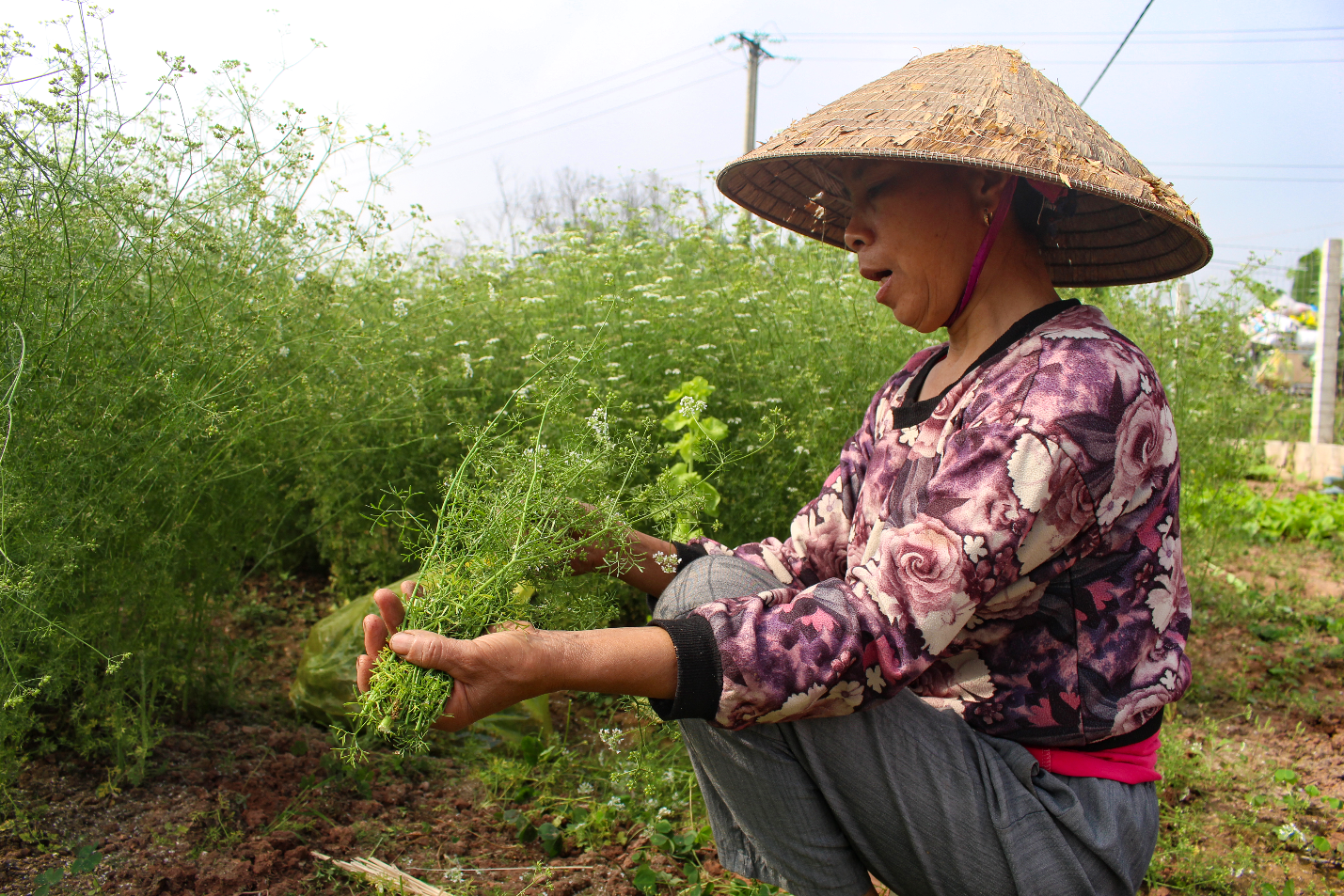 Ngôi làng Hà Nội trồng loại cây 'giải xui', chỉ thu hoạch 5 ngày cận Tết - Ảnh 3.