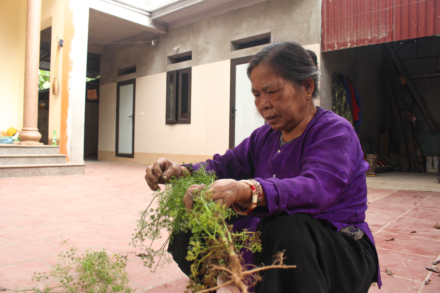 Ngôi làng Hà Nội trồng loại cây 'giải xui', chỉ thu hoạch 5 ngày cận Tết - Ảnh 4.