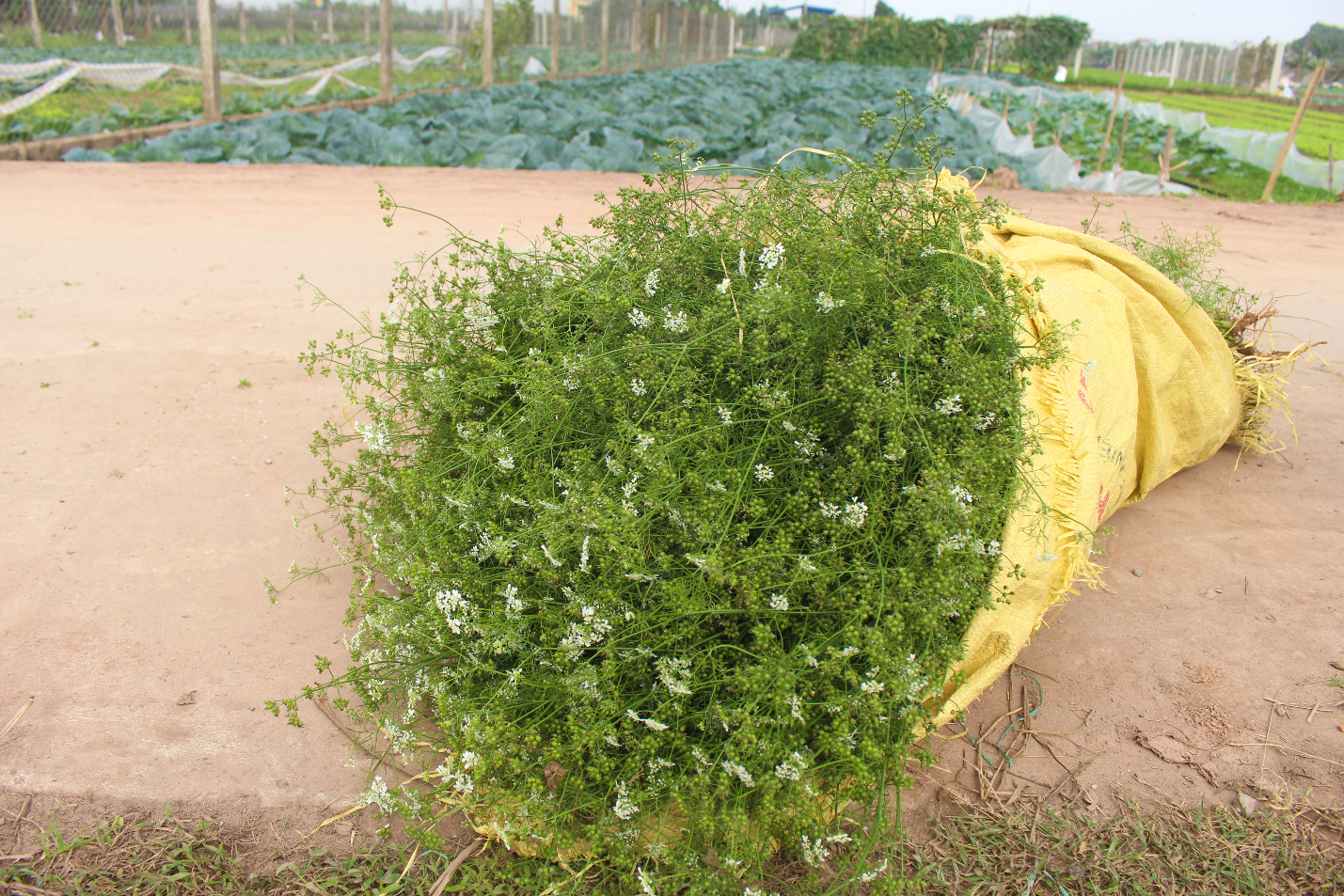 Ngôi làng Hà Nội trồng loại cây 'giải xui', chỉ thu hoạch 5 ngày cận Tết - Ảnh 6.