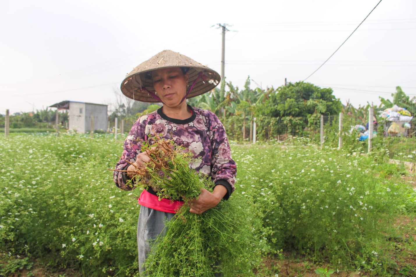 Ngôi làng Hà Nội trồng loại cây 'giải xui', chỉ thu hoạch 5 ngày cận Tết - Ảnh 7.
