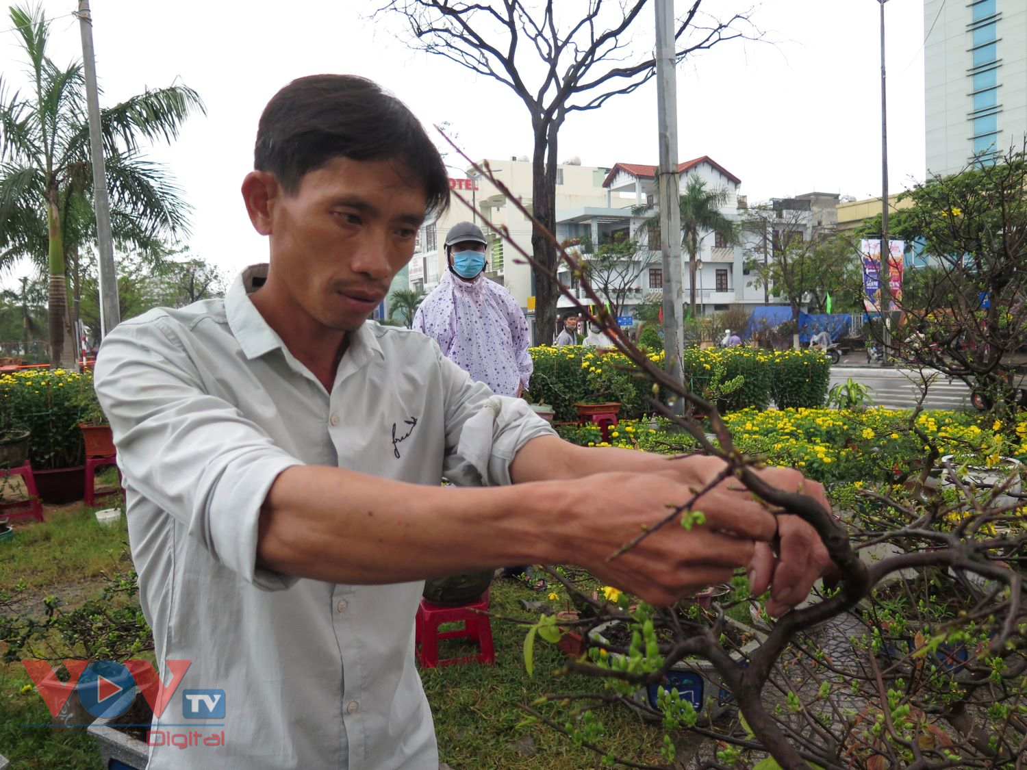 Ông Trần Quang Hải, làng hoa Hoài Nhơn, Bình Định mong vớt vát lại vốn bỏ ra cho vụ mai này.jpg