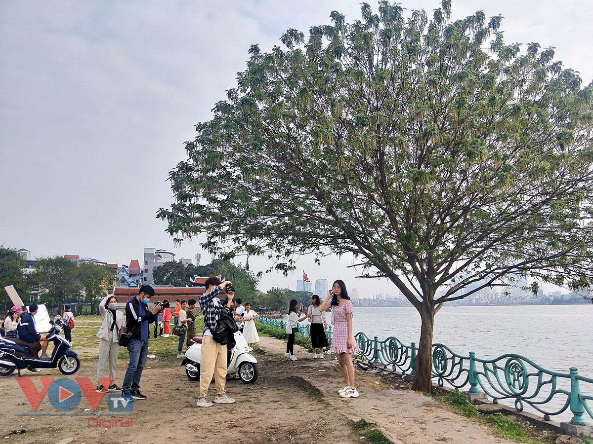 Cây cô đơn' hồ Tây – địa điểm 'sống ảo' mới của giới trẻ Hà Nội