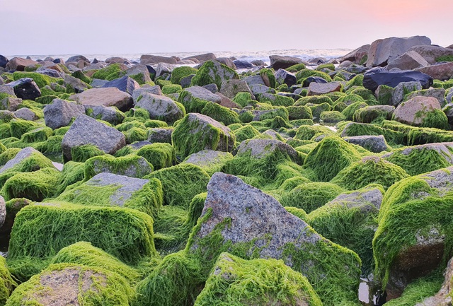 Du khách đổ xô check-in bãi đá rêu xanh đẹp nhất Phú Yên - Ảnh 2.