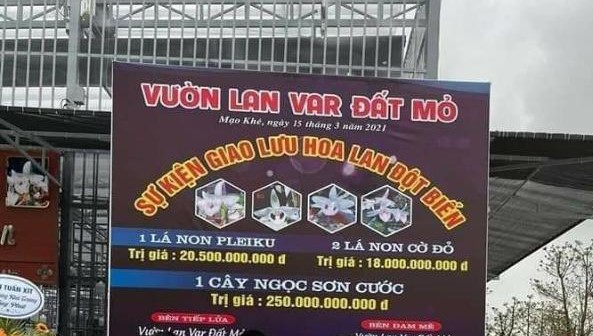 Quảng Ninh: Làm rõ vụ mua bán lan đột biến lên đến hàng trăm tỷ đồng tại thị xã Đông Triều - Ảnh 1.