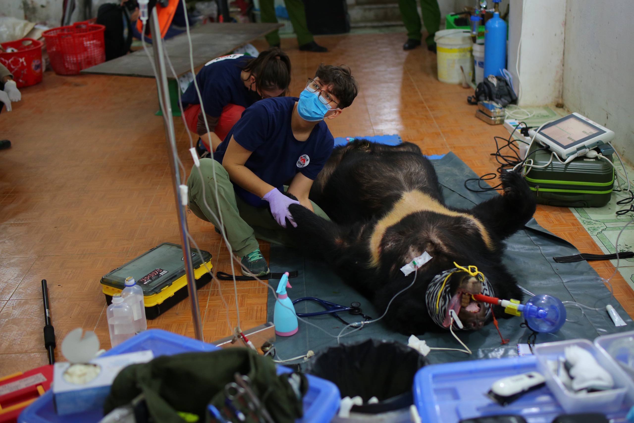 Giải cứu 2 cá thể gấu ngựa ở Sơn La - Ảnh 2.
