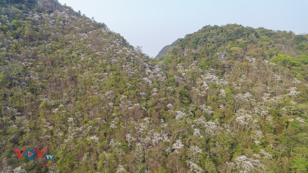 Hoa Ban nở trắng núi rừng Điện Biên - Ảnh 1.