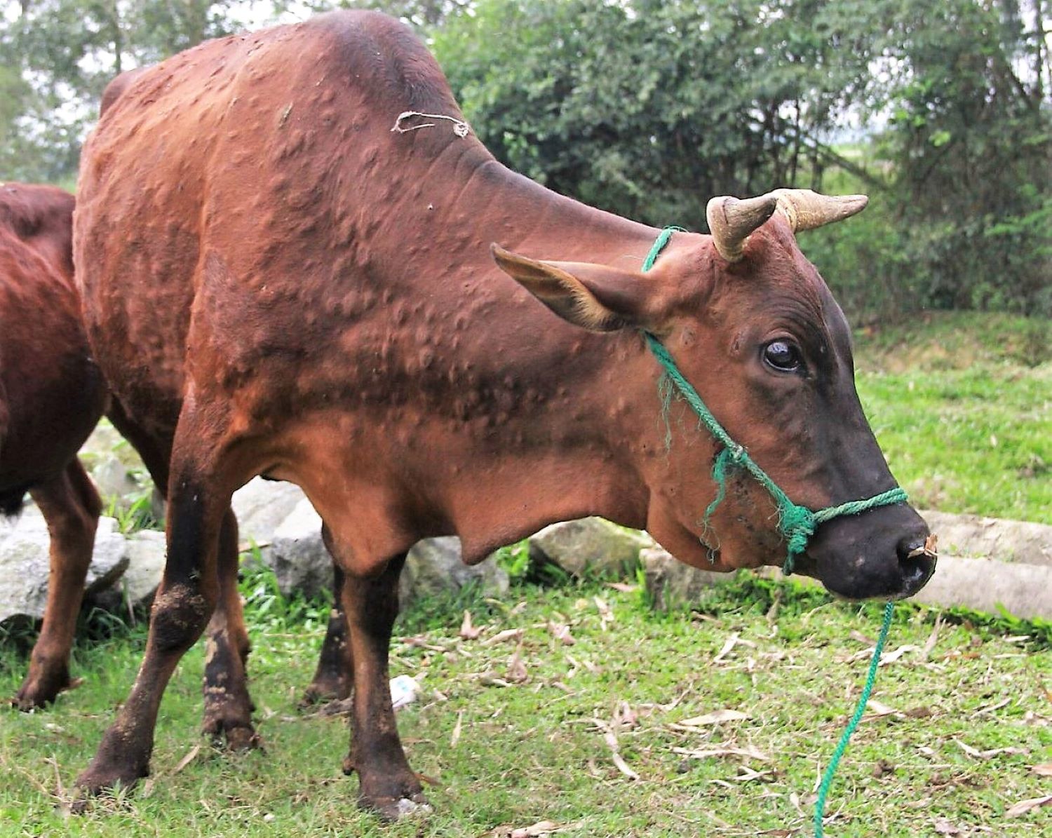 vov_ Bện viêm da nổi cục trên trâu bò xuất hiện ở Quảng ngãi từ đầu tháng 3 đến nay.jpg