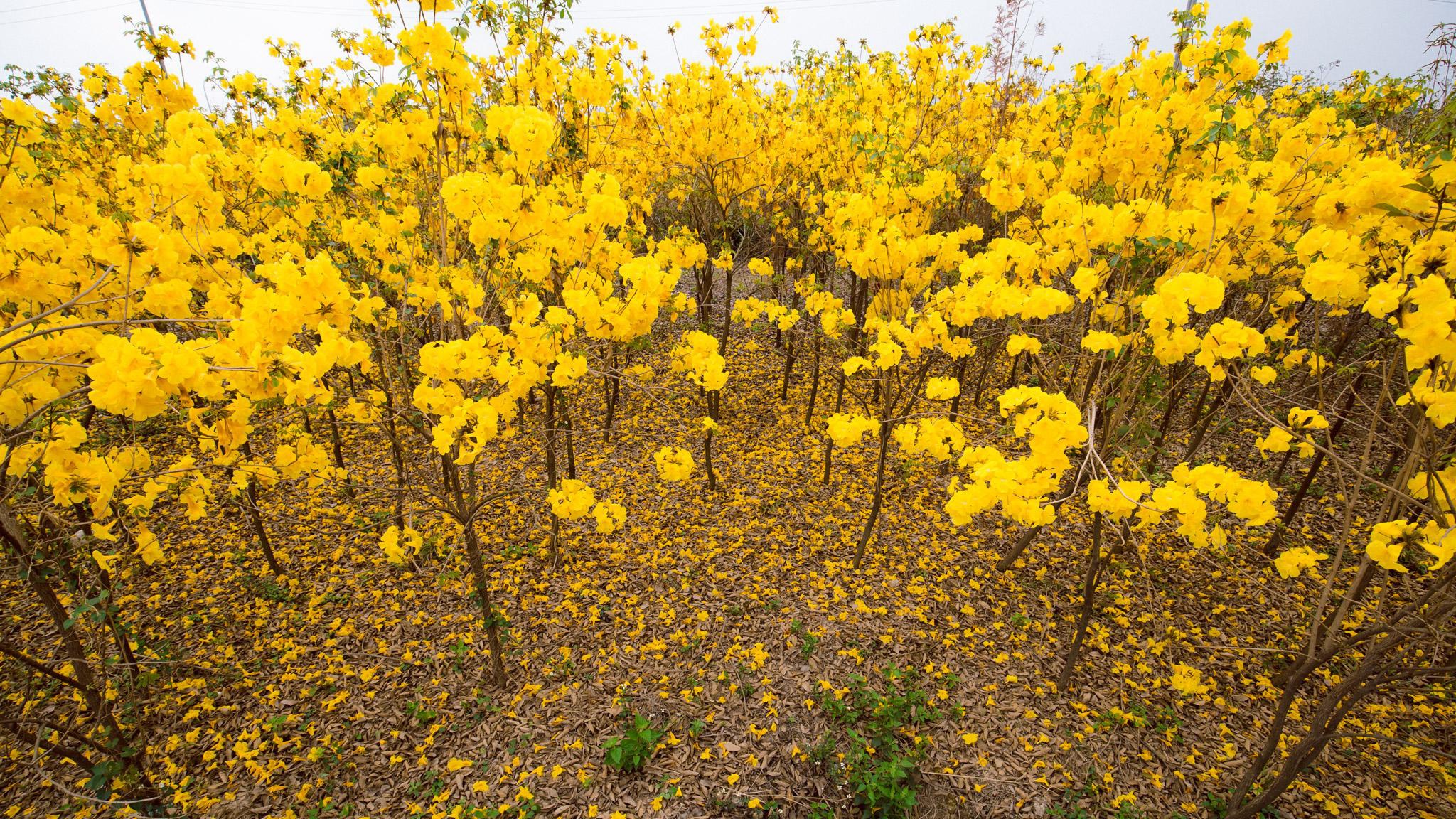 Vườn hoa phong linh nở sắc vàng rực rỡ đẹp tựa trời Âu ở Bắc Giang - Ảnh 4.