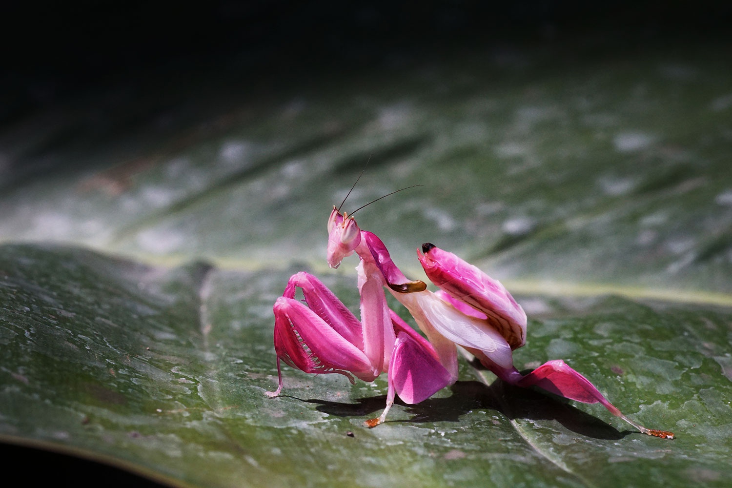 Bên trong khu bảo tồn côn trùng ở Thái Lan - Ảnh 8.