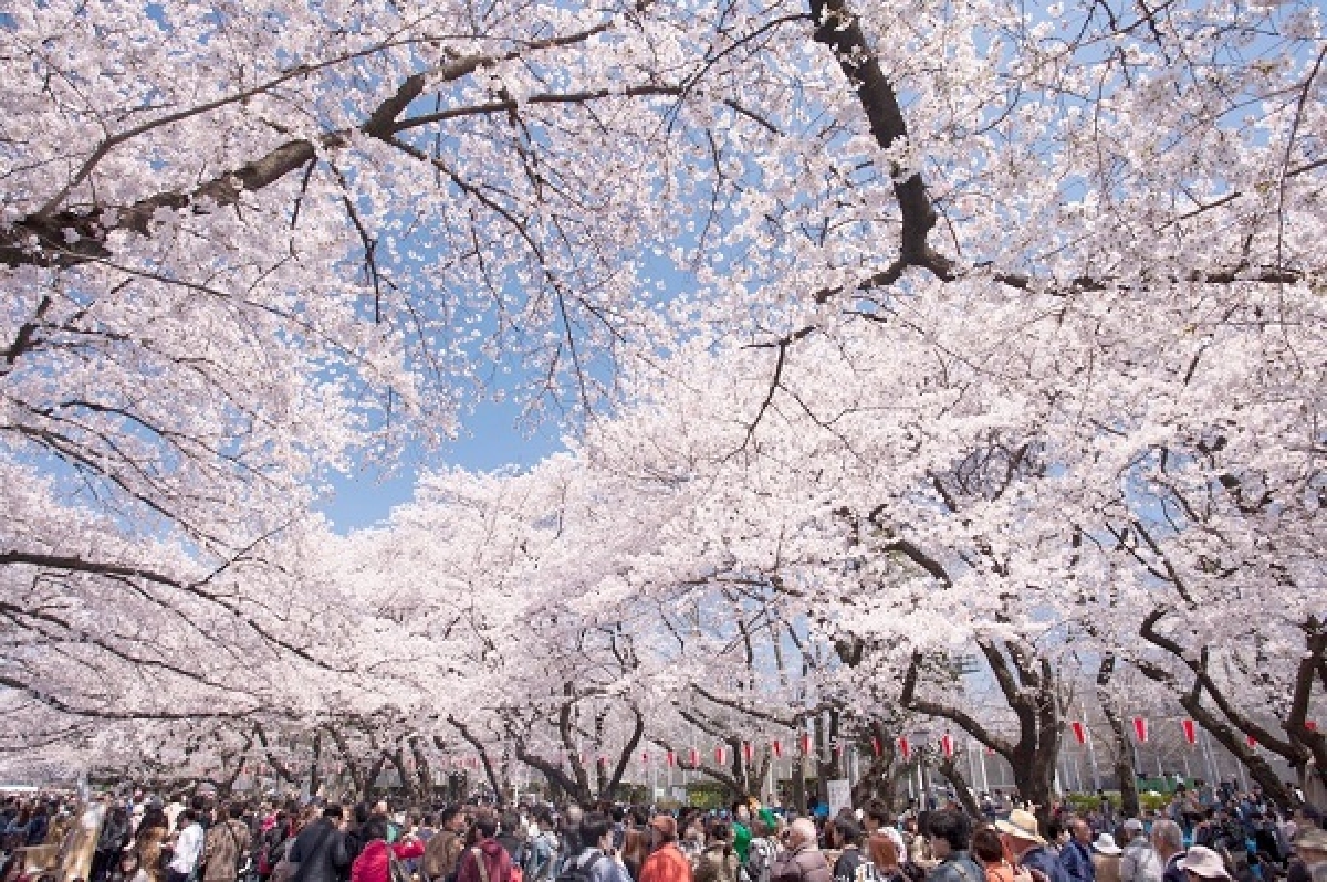10 địa điểm ngắm hoa nổi tiếng ở Nhật Bản nhất định phải ghé thăm - Ảnh 1.
