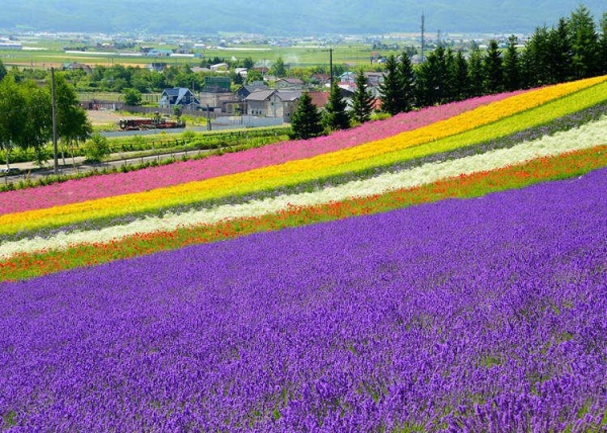 10 địa điểm ngắm hoa nổi tiếng ở Nhật Bản nhất định phải ghé thăm - Ảnh 10.