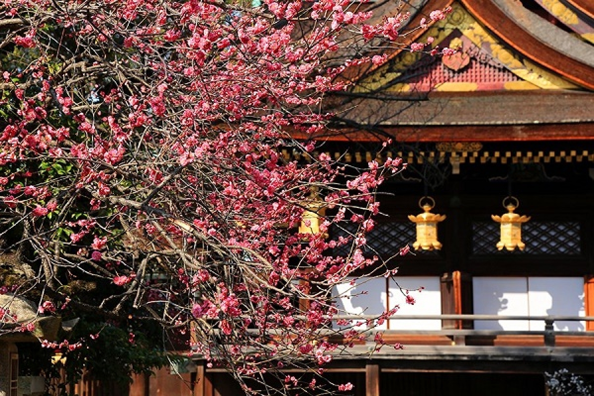 10 địa điểm ngắm hoa nổi tiếng ở Nhật Bản nhất định phải ghé thăm - Ảnh 2.