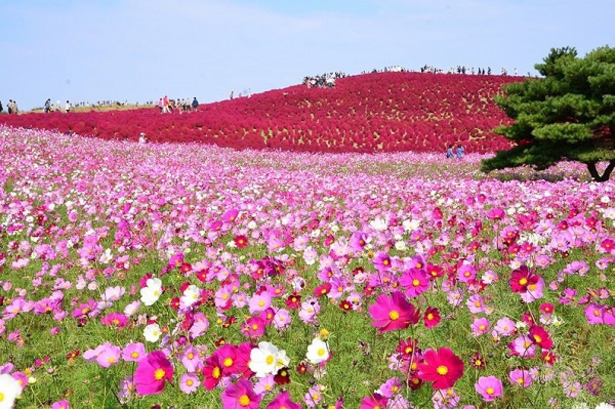 10 địa điểm ngắm hoa nổi tiếng ở Nhật Bản nhất định phải ghé thăm - Ảnh 3.