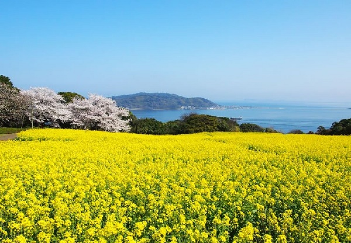 10 địa điểm ngắm hoa nổi tiếng ở Nhật Bản nhất định phải ghé thăm - Ảnh 4.