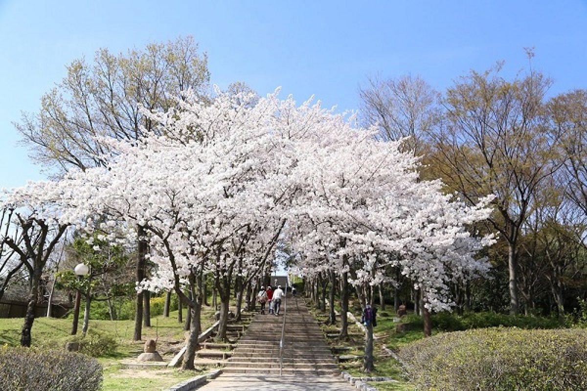 10 địa điểm ngắm hoa nổi tiếng ở Nhật Bản nhất định phải ghé thăm - Ảnh 5.